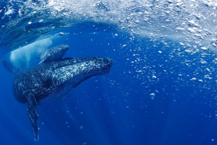 A western South Atlantic humpback mother with her calf.