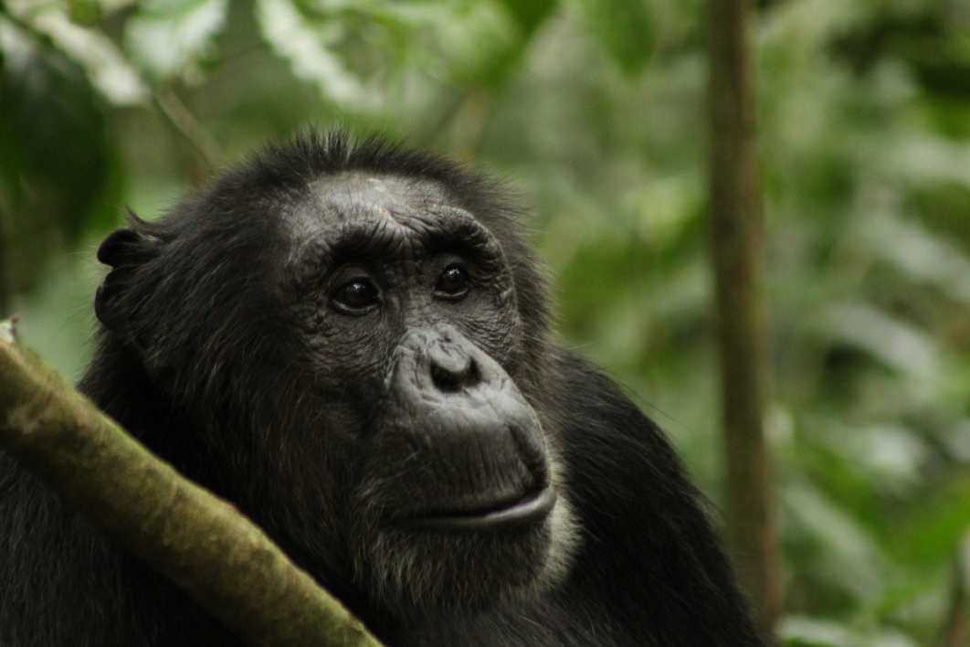 Chimpanzees With More Muscle, Not More Aggression, Have Higher Testosterone