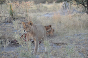 "Human-wildlife conflicts rising worldwide with climate change"