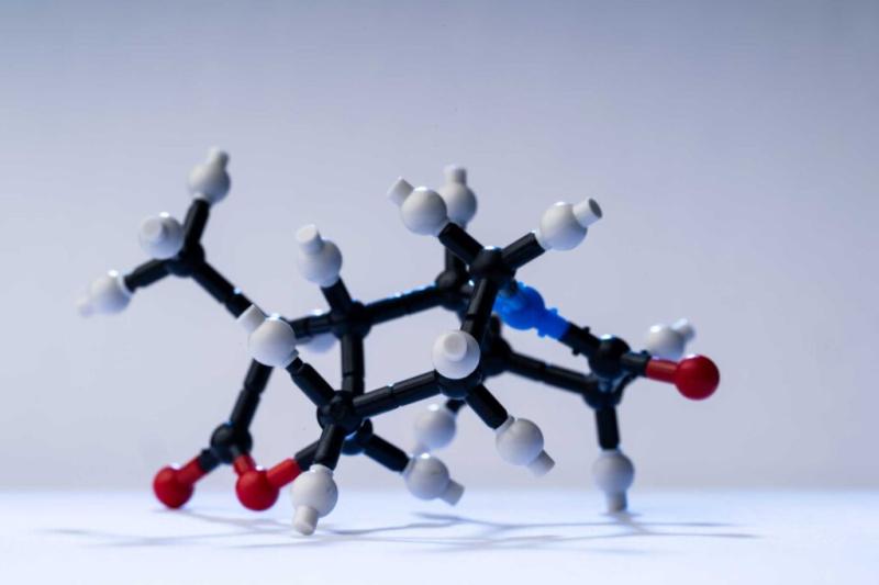 "Replica of the complex molecule, stemoamide, built in mere three steps in Tim Cernak’s Lab. Image credit: Austin Thomason, Michigan Photography"