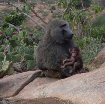 "ASU study reveals 'work-life balance' for baboons"
