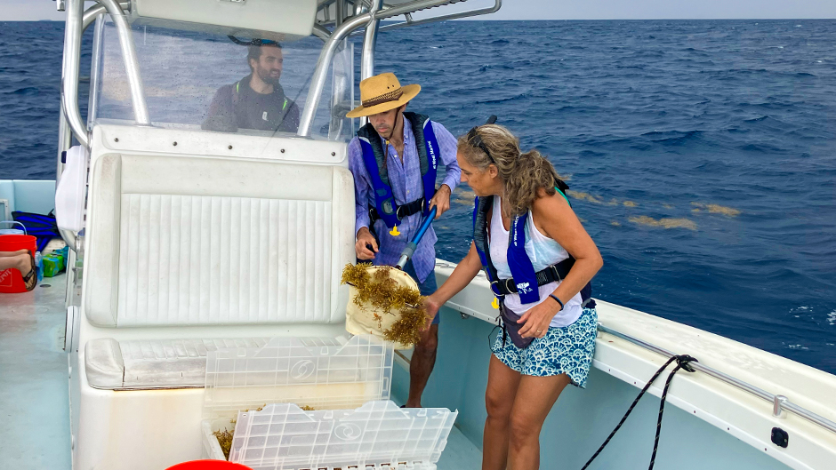Travels of sargassum seaweed explored