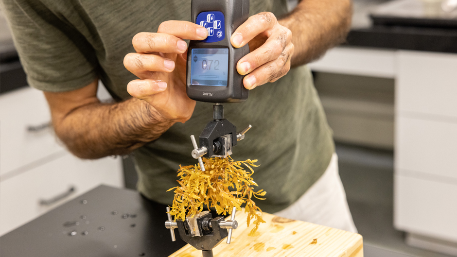 "Travels of sargassum seaweed explored"
