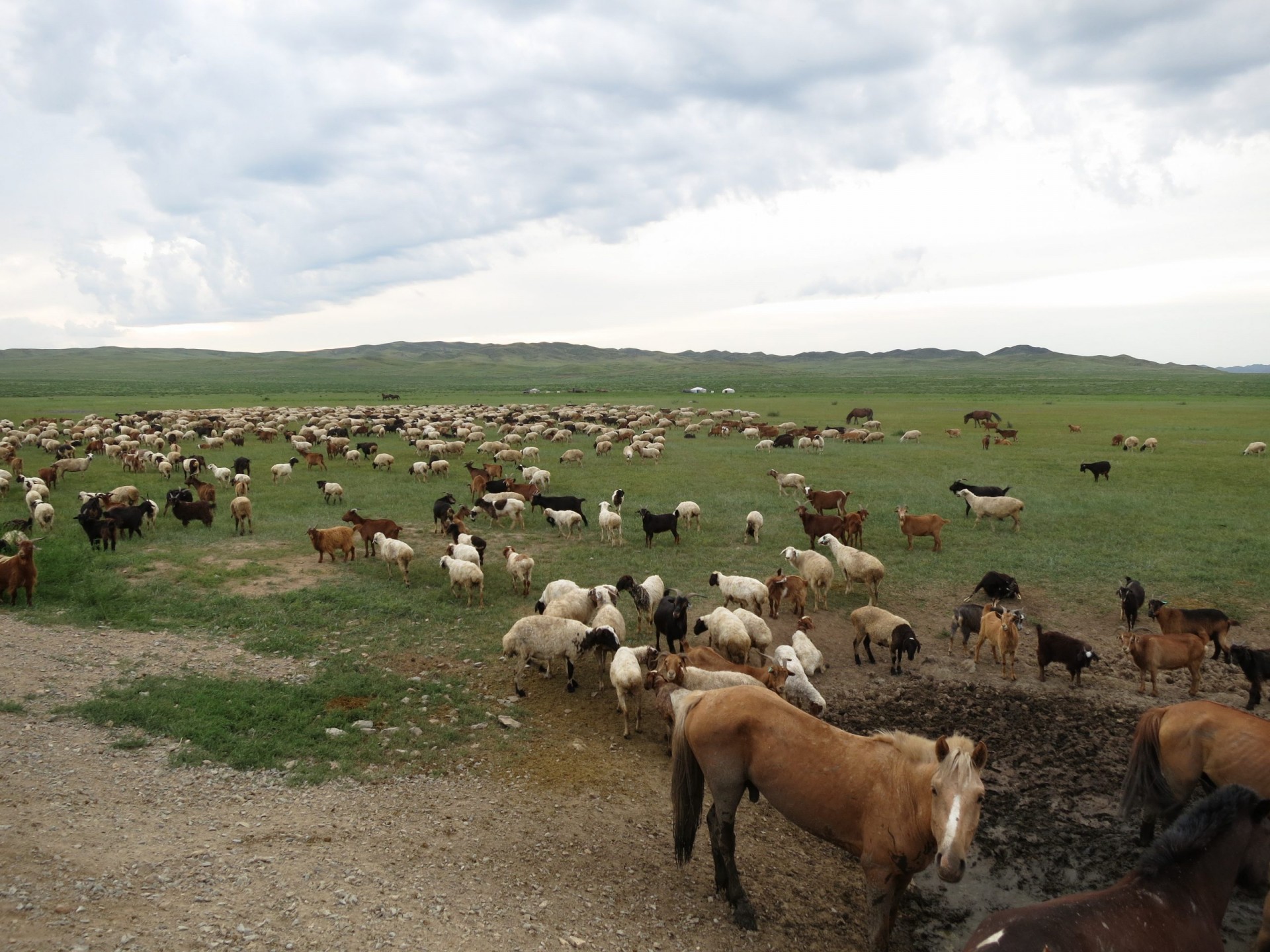 Without Changes, Global Food Systems May Drive World Beyond Climate Targets, Says Study; Photo: Mixed livestock, central Mongolia. (Kevin Krajick/Earth Institute)