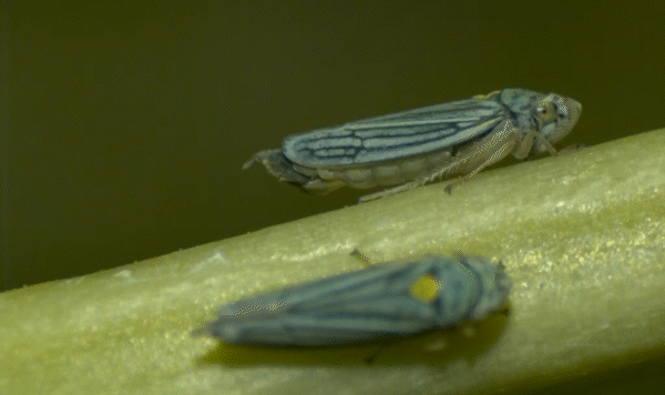 "Super-fast Insect Urination Powered by the Physics of Superpropulsion; Two sharpshooters on a plant, urinating in droplets (full speed)."