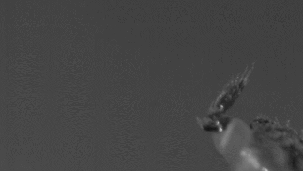 "Super-fast Insect Urination Powered by the Physics of Superpropulsion; A sharpshooter uses its anal stylus to catapult a urine droplet at high acceleration (slow motion)."