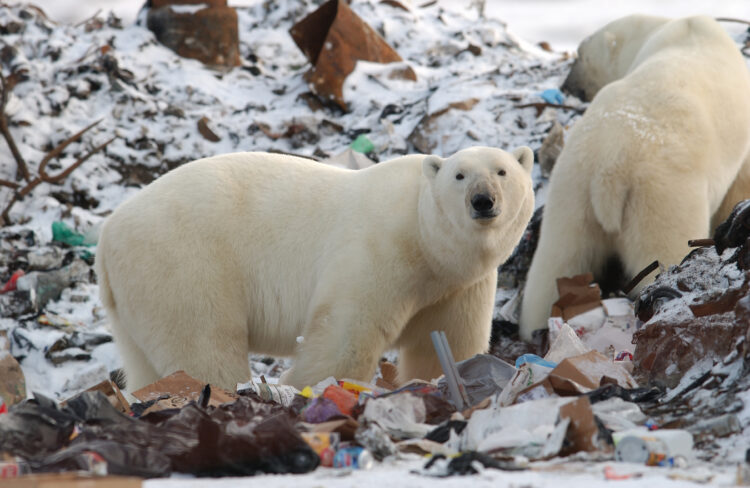 Human-wildlife conflicts rising worldwide with climate change