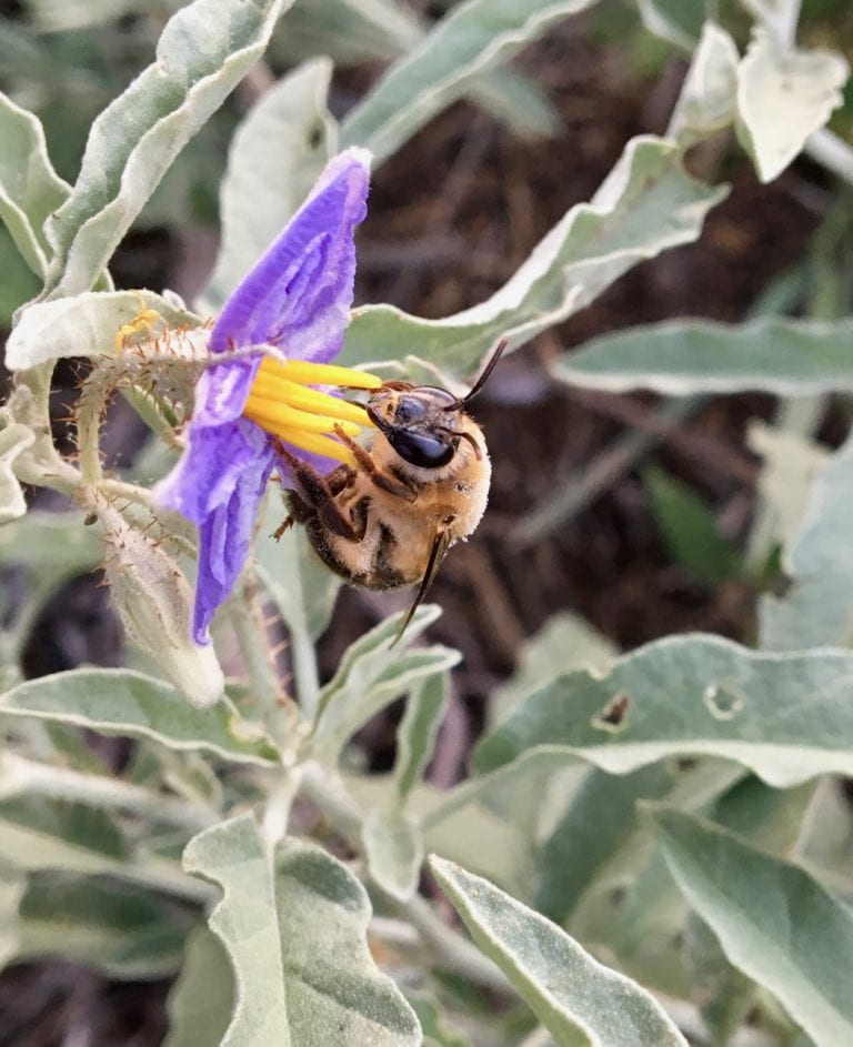 UC Irvine Biologists Discover Bees to Be Brew Masters of the Insect World; The UCI study found that the cellophane bee (pictured) ‘brew’ a liquid food for their offspring. Tobin Hammer