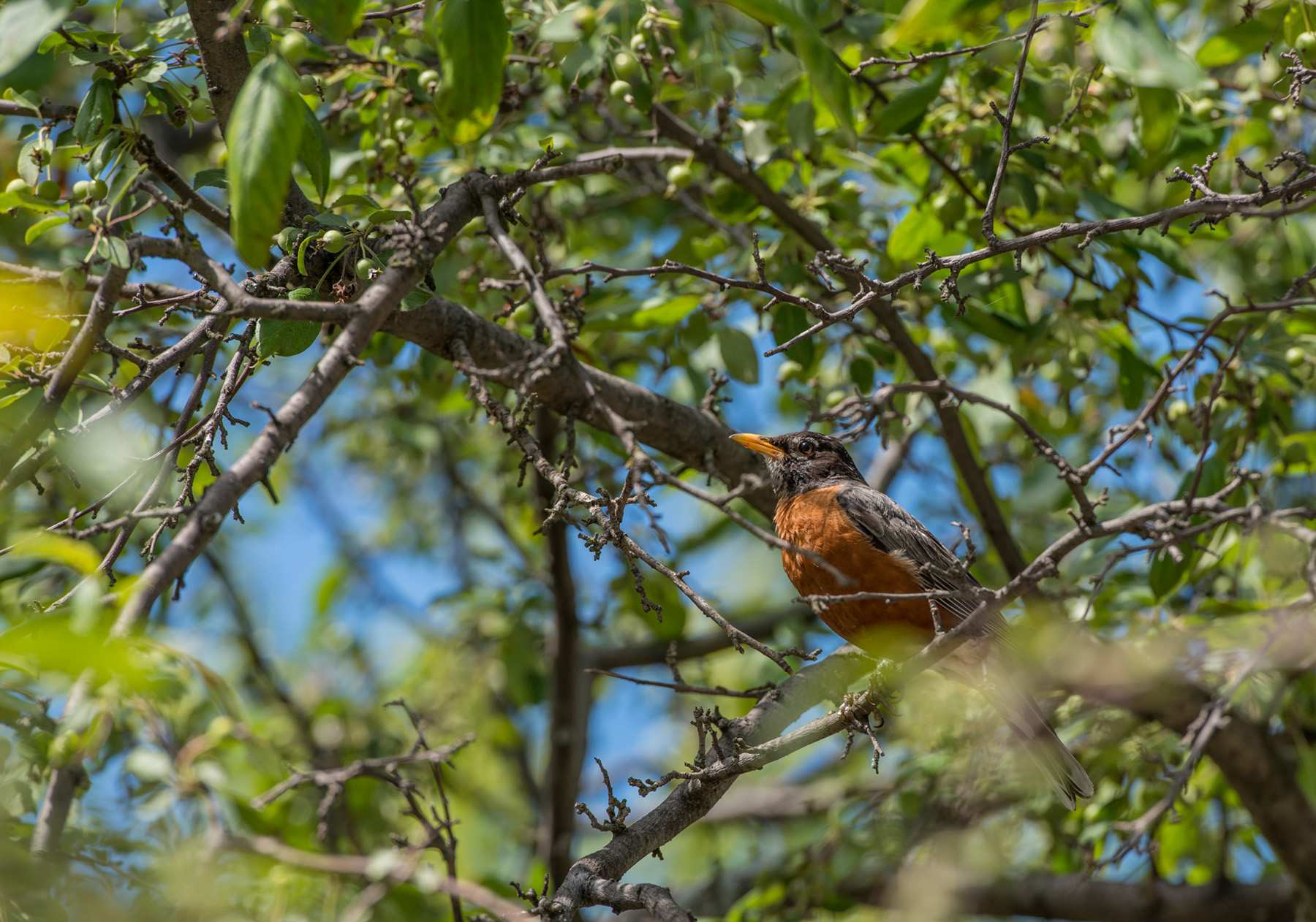 "Data-driven bird conservation project takes wing; A robin perched in a tree in Michigan State University’s Radiology Healing Gardens. Credit: Derrick L. Turner"