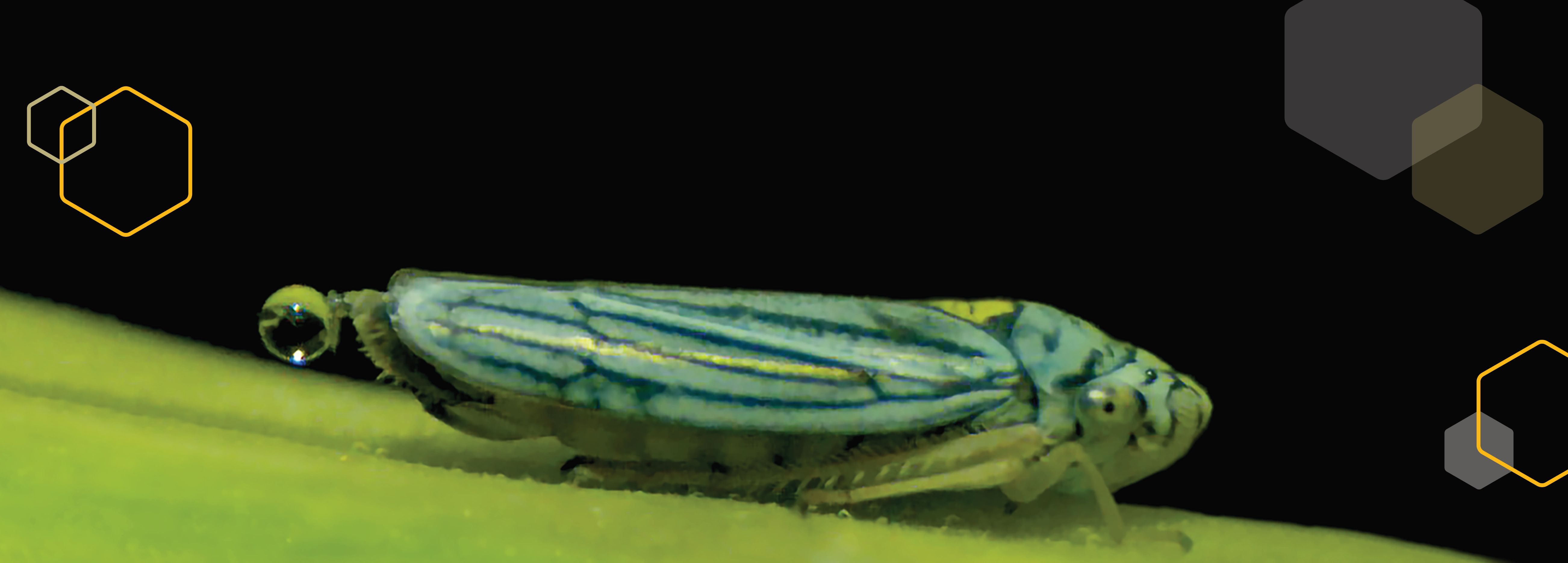 "Super-fast Insect Urination Powered by the Physics of Superpropulsion; A sharpshooter on a plant, urinating in droplets."