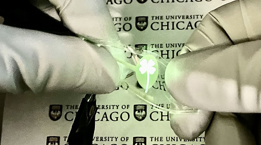 "‘UChicago Researchers Develop Stretchable OLED Display; The flexible display showing a four leaf clover"