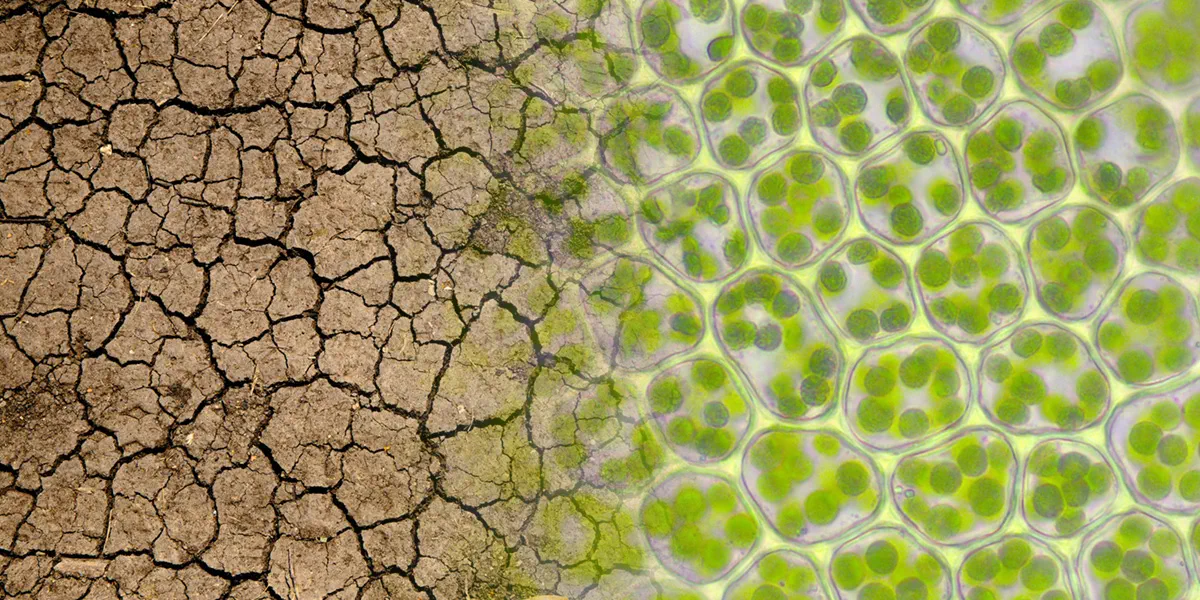 "Is there a link between climate change and plant nutrition; Michigan State University researchers may have found a link between climate change and plant nutrition. Credit: Hermann Schachner via Wikimedia Commons (plant cells)/Mike Erskine via Unsplash (arid land)"