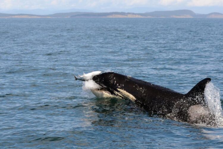 Northern and southern resident orcas hunt differently, which may help explain the decline of southern orcas; A southern resident orca preying on salmon in the Salish Sea near Seattle.Su Kim/NOAA Fisheries 
