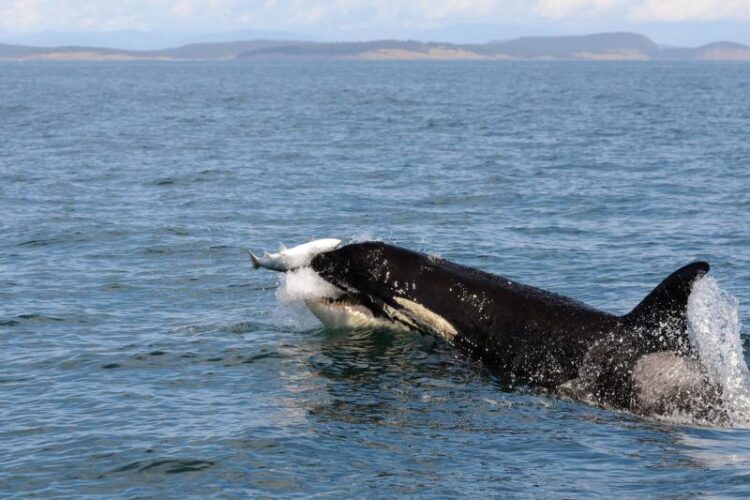 Northern and southern resident orcas hunt differently, which may help explain the decline of southern orcas; A southern resident orca preying on salmon in the Salish Sea near Seattle.Su Kim/NOAA Fisheries