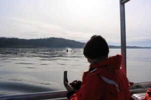 "Northern and southern resident orcas hunt differently, which may help explain the decline of southern orcas; A NOAA scientist observing southern resident orcas from a research boat.Northwest Fisheries Science Center/NOAA Fisheries"
