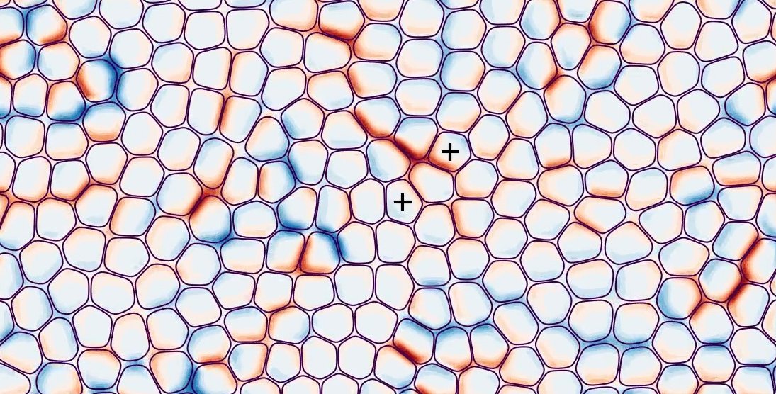 Condensed Matter Physics Inspires a New Model of Cellular Behavior