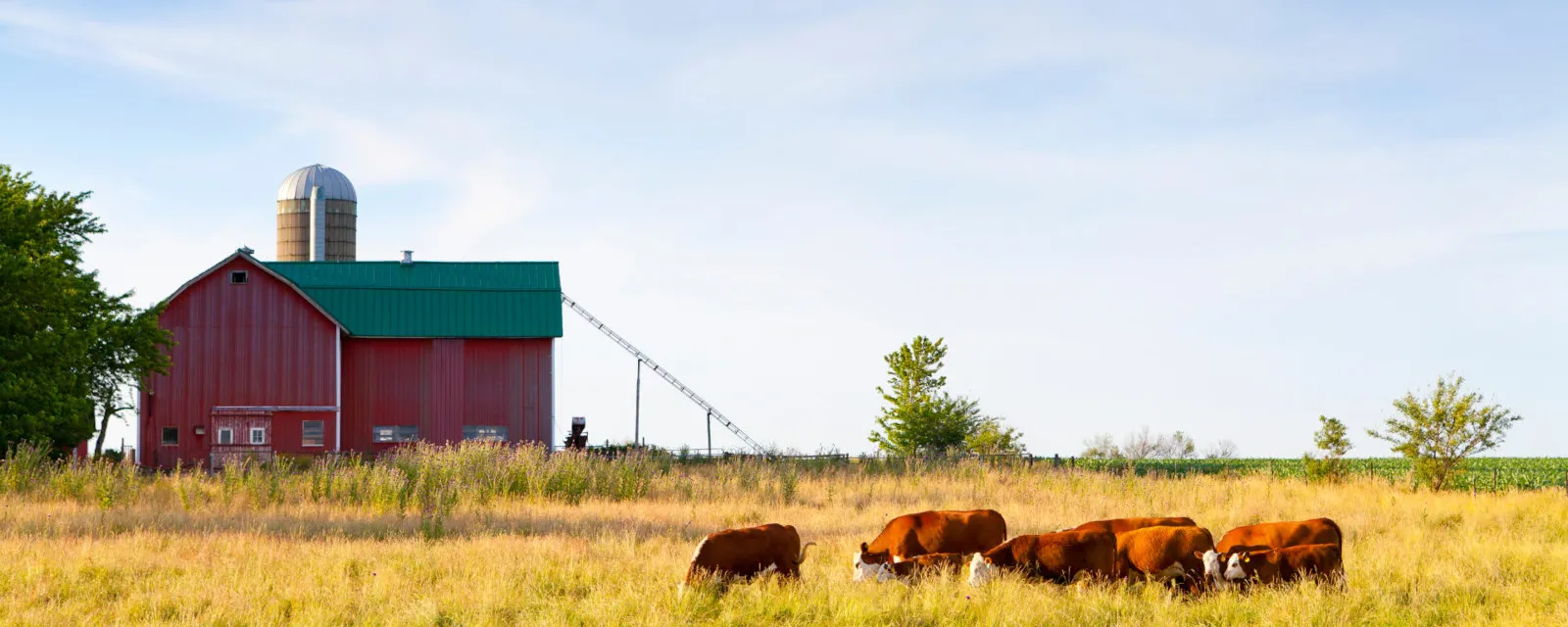 Farm with cows