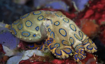 UC Irvine Engineers Invent Octopus-inspired Technology That Can Deceive and Signal