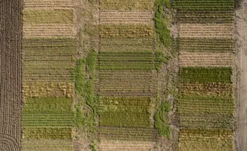 Satellites and AI Could Help Farmers Detect Soybean Aphid Infestations