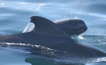Marine Lab Study Finds Microplastics Embedded in Tissues of Whales and Dolphins