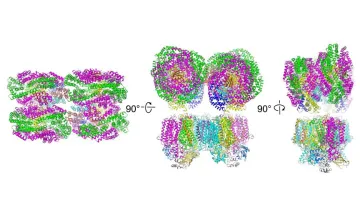 Altered Light-Harvesting Complex in a Cyanobacterium Allows Low-Energy Light Use