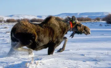 Gauging the Key Role Animals Can Play in Monitoring Climate Change
