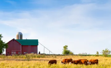 Research Analyzes Relationship Between Agriculture, Emergence of New Diseases