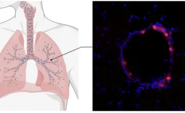 An mRNA COVID vaccine (and Potentially More) With Nanoparticles, No Shot Needed