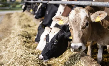 Cattle eating hay in a holding pen with one cow turned to the camera.