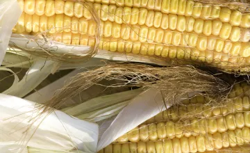 Close-up of corn on the cob.