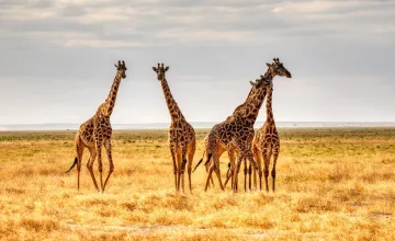 "Emerging Field of Evolutionary Medicine Could Address Range of Health Conditions; photo of giraffes in the wild"