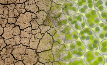 Is there a link between climate change and plant nutrition?; A picture showing plant cells and a dry, cracked soil bed.