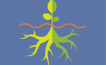 Plant with Roots