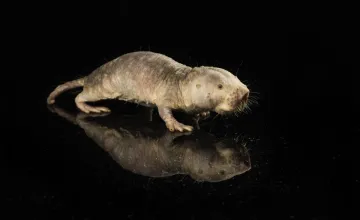 picture of naked mole rat, Leading Research Universities Report, September 18, 2023