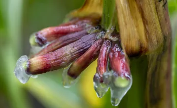 This photo, which shows a gel produced by a nitrogen-fixing corn’s aerial roots, is from a 2019 experiment at the West Madison Agricultural Research Station.