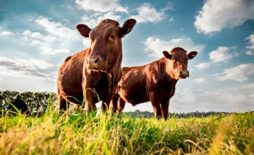 Cattle Feature