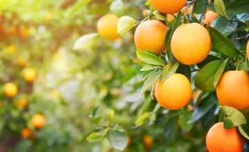 citrus