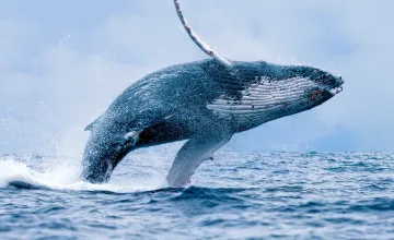 Study reveals influence of krill availability on humpback whale pregnancies