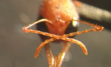 Indian jumping ant