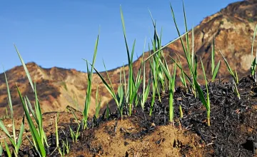 Young grass rowing on a ridge.
