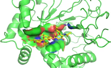 Illustration of the pig enzyme ST3Gal1 