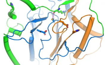 Graphic of protein enzyme metacapase 9