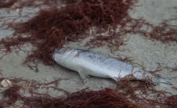 Dead fish due to red tide