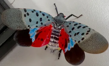 Spotted lanternfly