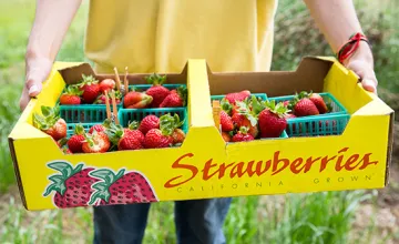 Carton of strawberries getting carried at a farm