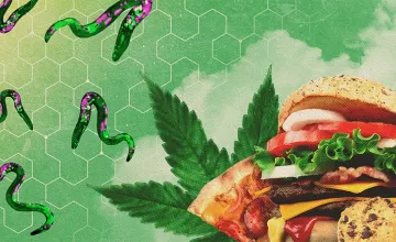 When stoned, even worms get the munchies, UO research shows; Digital Illustration of green worms, a cannabis leaf, and junk food