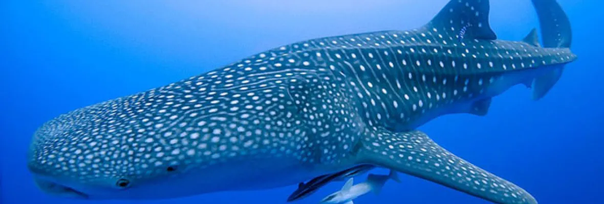 Whale shark