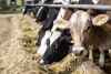 Cattle eating hay in a holding pen with one cow turned to the camera.