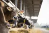 Cows