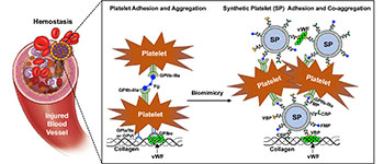 "A schematic of how SynthoPlate mimics platelet mechanisms to stop bleeding."